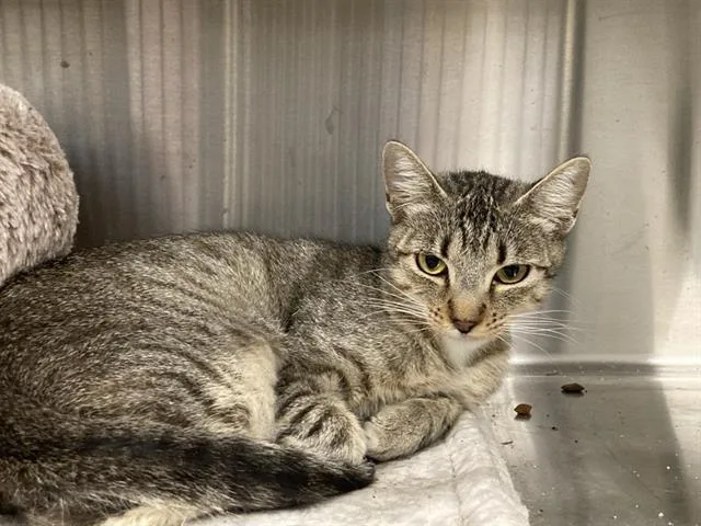 A young small-sized female Domestic Short Hair cat named Ms. Patricia for adoption in Tustin, CA
