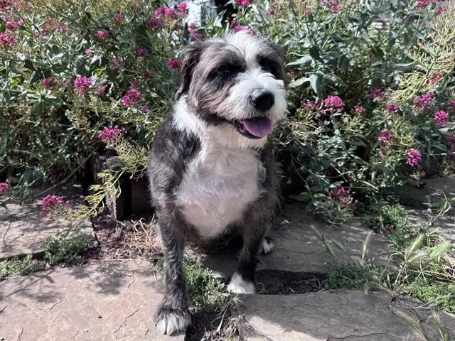 An adult medium-sized female Poodle dog named Mimi for adoption in Palo Alto, CA