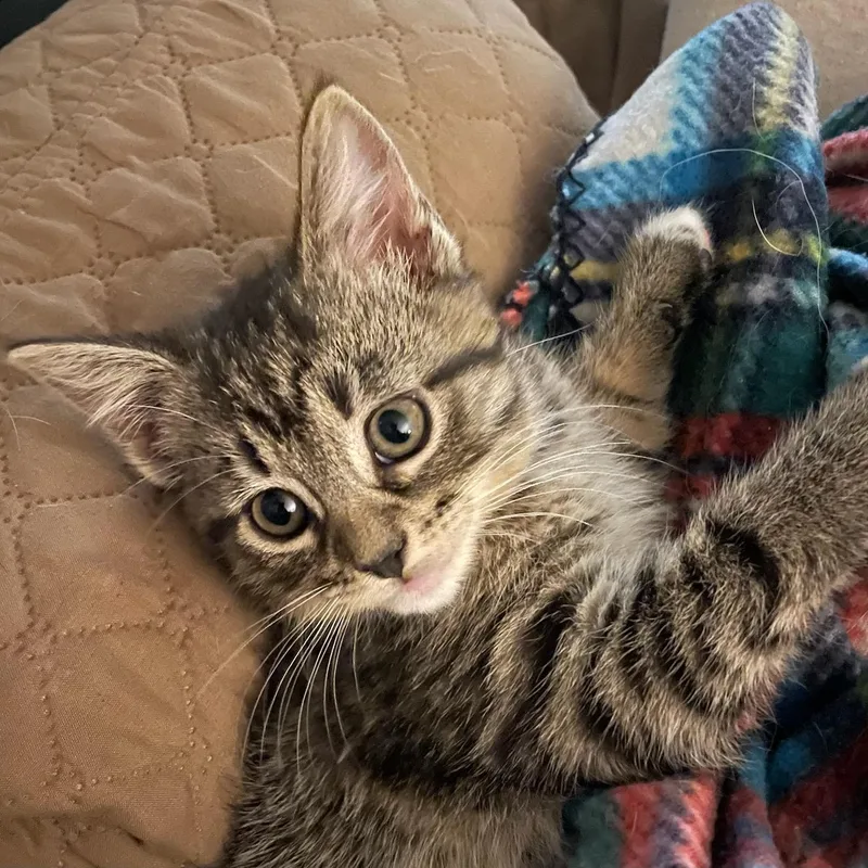A baby medium-sized female Tabby (Brown / Chocolate) Domestic Short Hair cat named Leia for adoption in Maynardville, TN