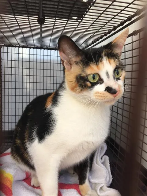 A young small-sized female Domestic Short Hair cat named Marisol for adoption in Tustin, CA