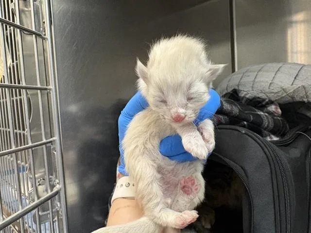 A baby small-sized male Domestic Short Hair cat named Buzz for adoption in Thousand Palms, CA