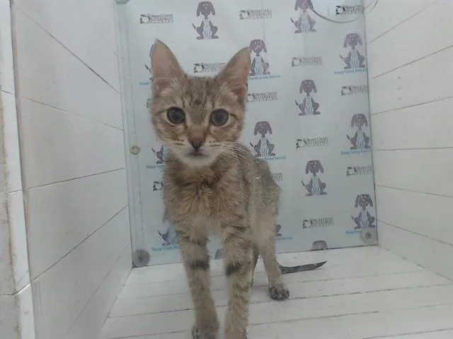 A baby small-sized male Domestic Short Hair cat named Xanti for adoption in Orlando, FL