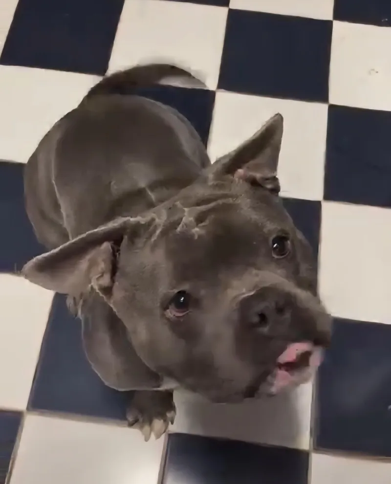An adult medium-sized male Gray / Blue / Silver Pit Bull Terrier dog named Butterball for adoption in Moore, OK