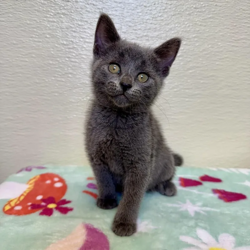 Violet