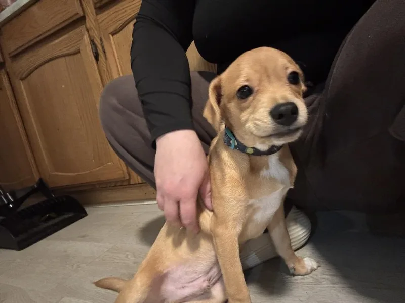 A baby small-sized male Terrier dog named Tanner for adoption in Plymouth, MI
