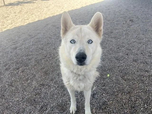 Oso