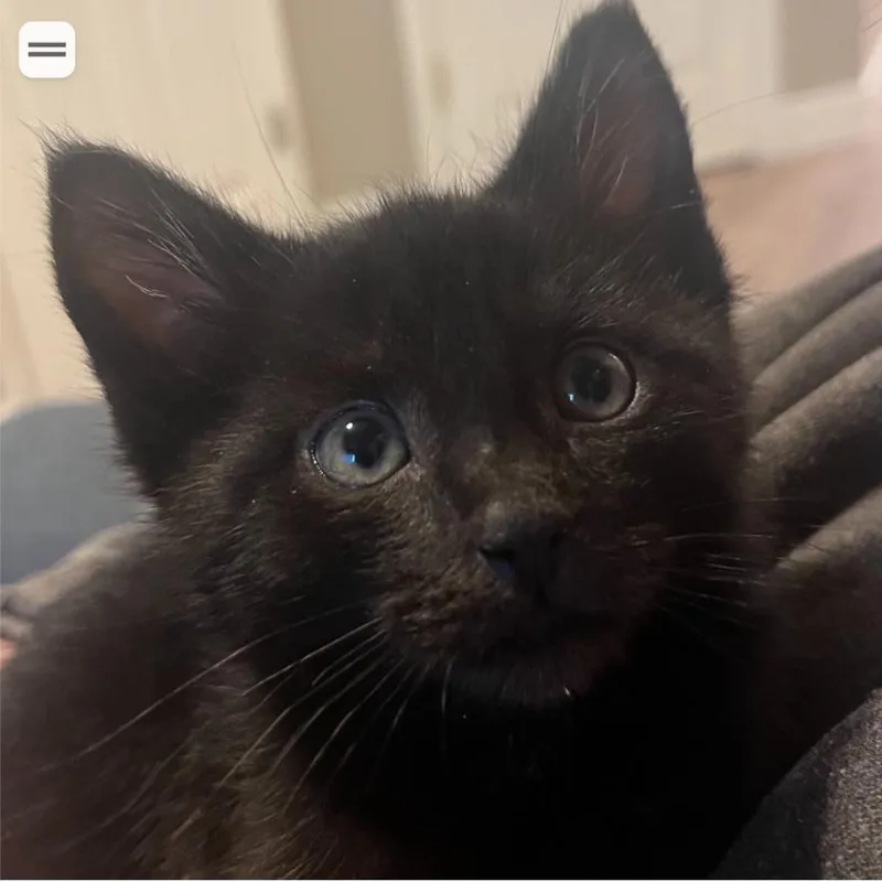 A baby small-sized male Black Domestic Short Hair cat named Valentino for adoption in Layton, UT