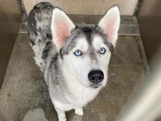 An adult medium-sized female Siberian Husky dog named Soka for adoption in Tustin, CA