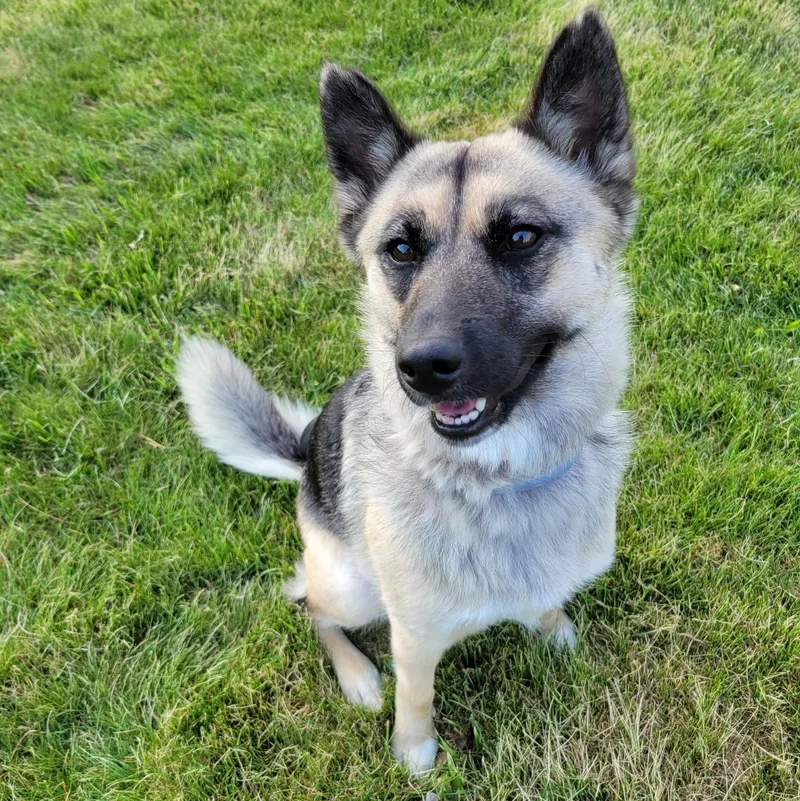 An adult medium-sized female Bicolor Shepherd dog named Lilly for adoption in Plain City, OH