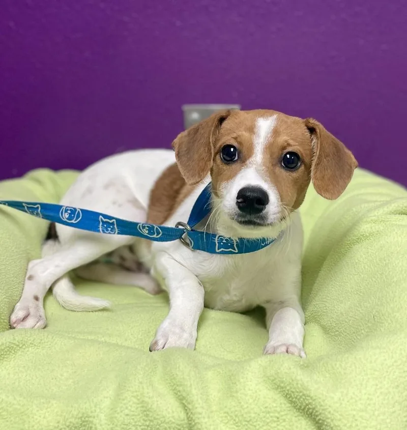 A baby small-sized male Jack Russell Terrier dog named Spyro for adoption in Jamestown, CA