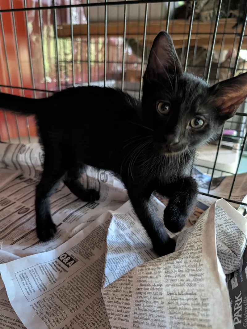 A baby medium-sized male Black Domestic Short Hair cat named Hypnos for adoption in Fischer, TX