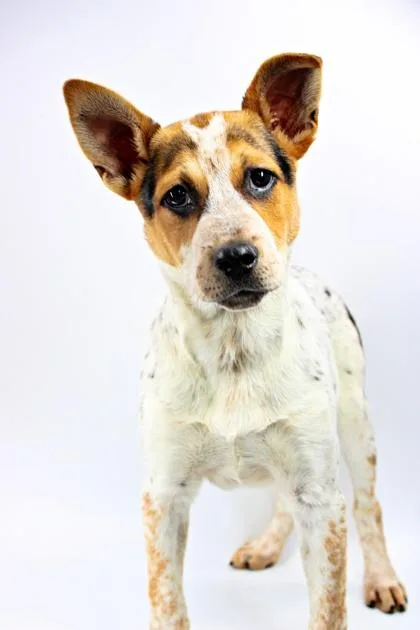 A baby small-sized male Australian Cattle Dog / Blue Heeler dog named Clover for adoption in Morton Grove, IL