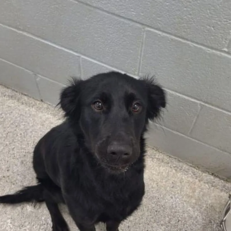 An adult medium-sized female Black Labrador Retriever dog named Roxy for adoption in Lake Havasu City, AZ