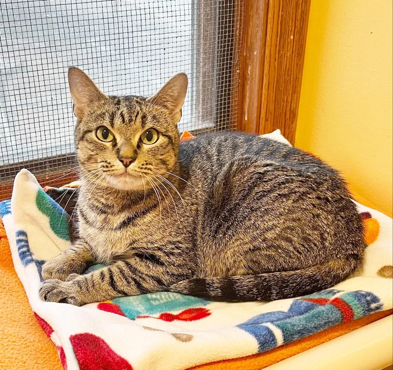 An adult medium-sized female Tabby (Brown / Chocolate) Tabby cat named Leelo for adoption in Parkville, MO