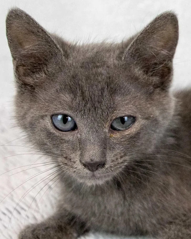 A baby medium-sized male Domestic Short Hair cat named Jerry for adoption in Kennesaw, GA