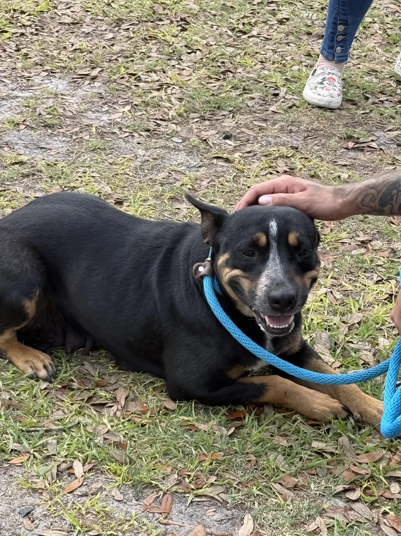 An adult large-sized female Australian Cattle Dog / Blue Heeler dog named Rowan for adoption in Bradenton, FL