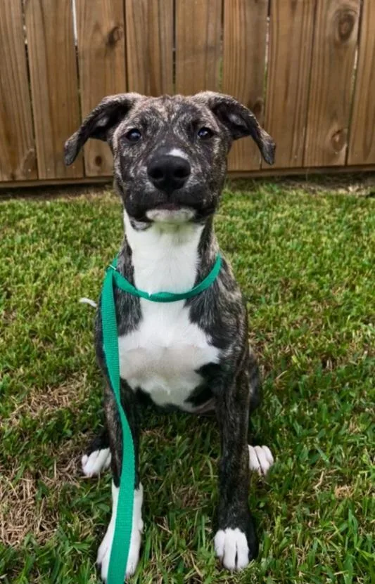 A baby medium-sized female Brindle Staffordshire Bull Terrier dog named Lainey for adoption in Houston, TX