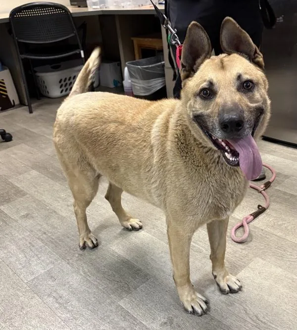 An adult large-sized male Shepherd dog named Twinkie Hostess Twinkie for adoption in San Diego, CA