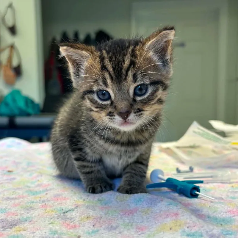 A baby small-sized female Black Domestic Short Hair cat named Baby Bean for adoption in Jasper, IN
