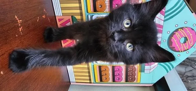 A baby small-sized male Domestic Medium Hair cat named Ranger for adoption in Clinton Township, MI