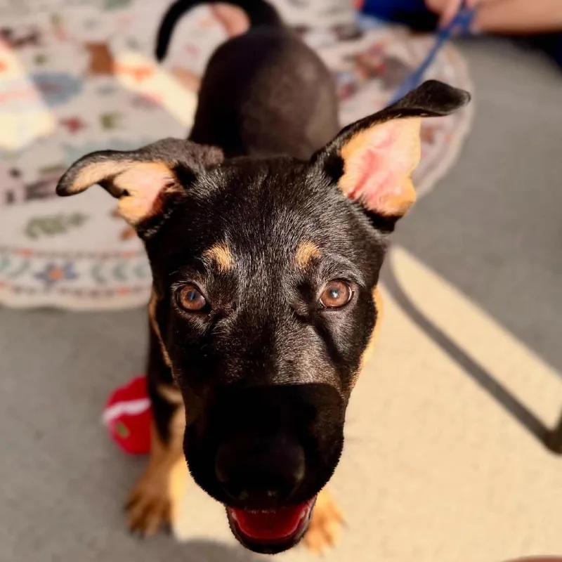 A baby medium-sized female Black Mixed Breed dog named Roxanne for adoption in Columbus, NC