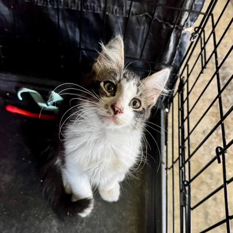 A baby small-sized male White Domestic Medium Hair cat named Campbell for adoption in Fredericksburg, TX
