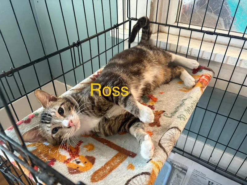 Ross