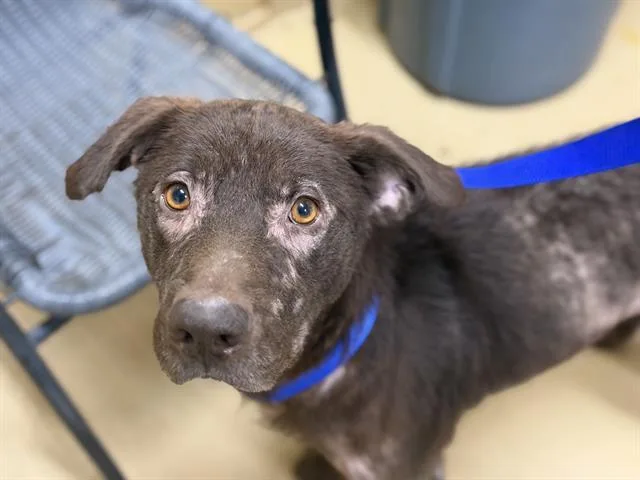 A young large-sized male Labrador Retriever dog named Otto for adoption in Chula Vista, CA