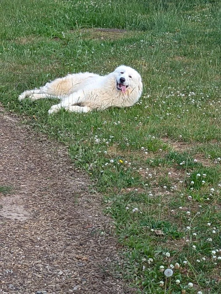 An adult large-sized male White / Cream Great Pyrenees dog named Leon for adoption in Dickson, TN