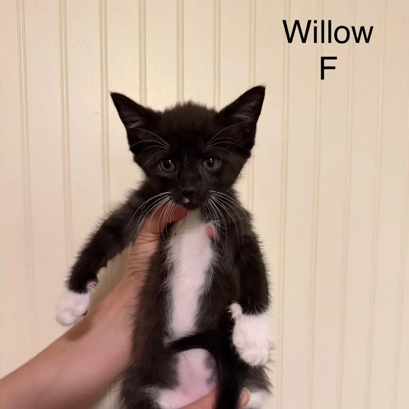 A baby small-sized female Domestic Short Hair cat named Willow for adoption in Sequatchie, TN