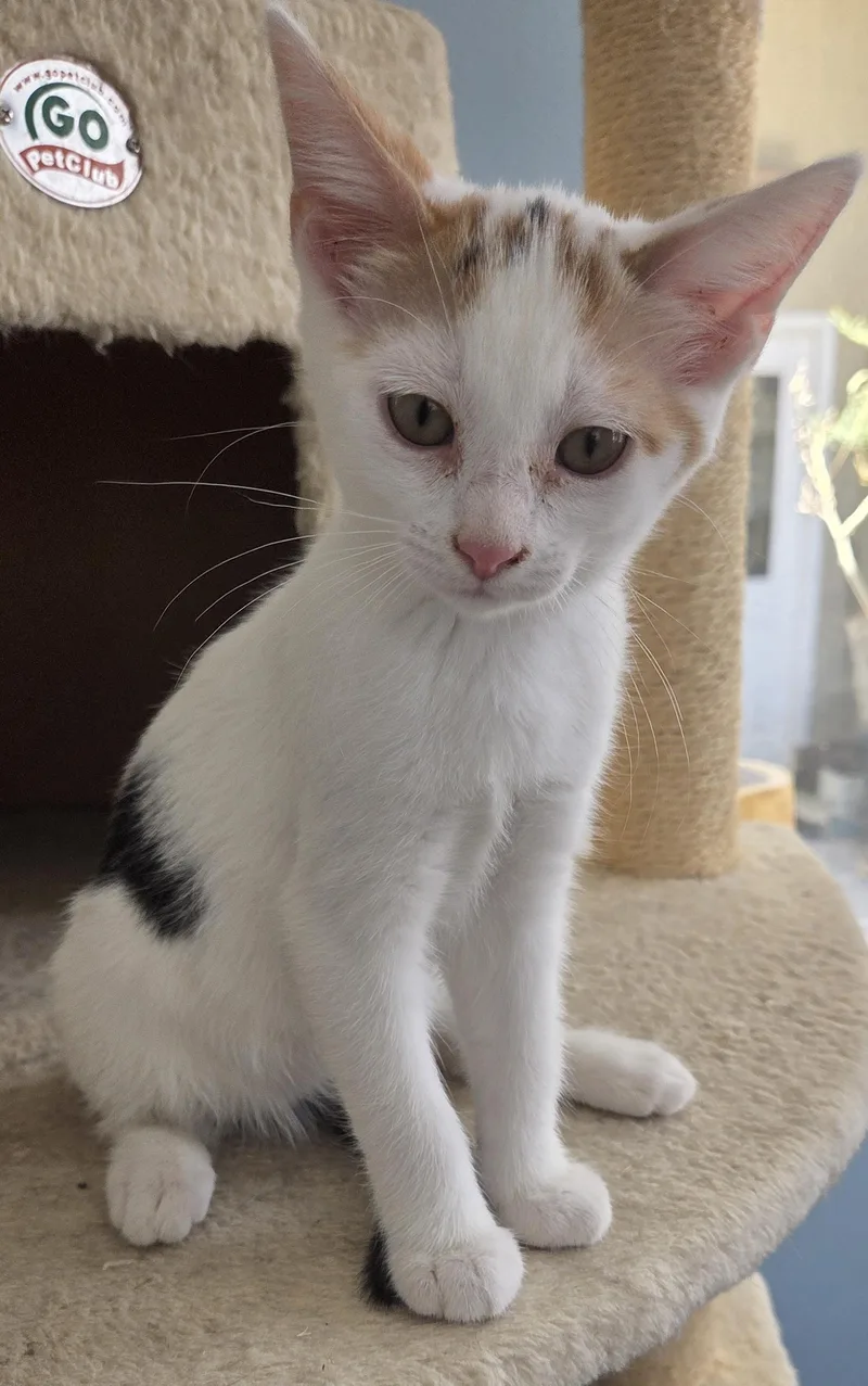 A young medium-sized female Calico cat named Dotty for adoption in Mesquite, NV