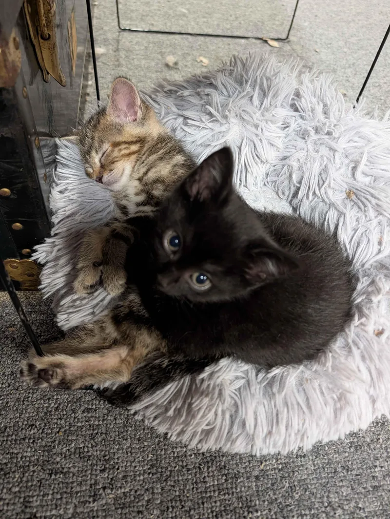 A baby medium-sized male Black Domestic Short Hair cat named Molasses for adoption in Wooster, OH