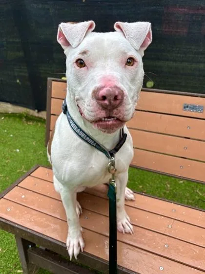An adult medium-sized male Mixed Breed dog named Harvey for adoption in West Chester, PA