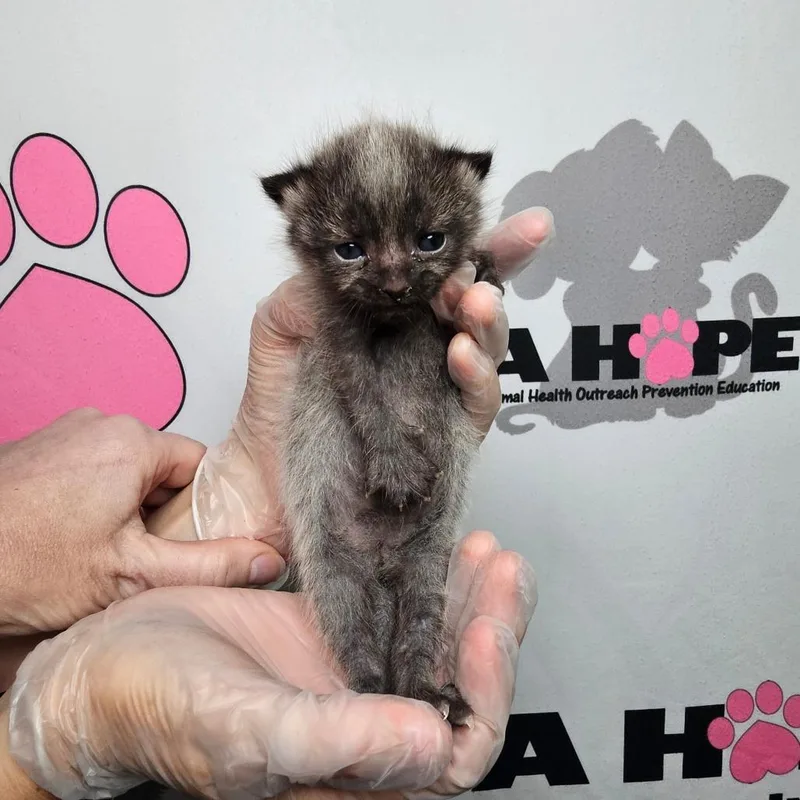 A baby small-sized female Gray / Blue / Silver American Shorthair cat named Fenrir for adoption in Milton, FL