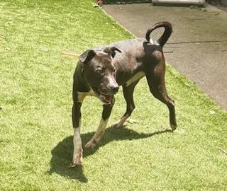 A young medium-sized female Black Labrador Retriever dog named Picnic Table for adoption in Mount Juliet, TN