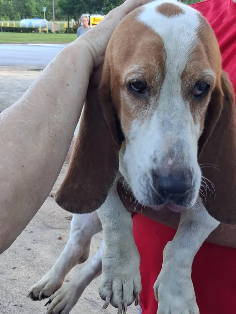 Bella Basset