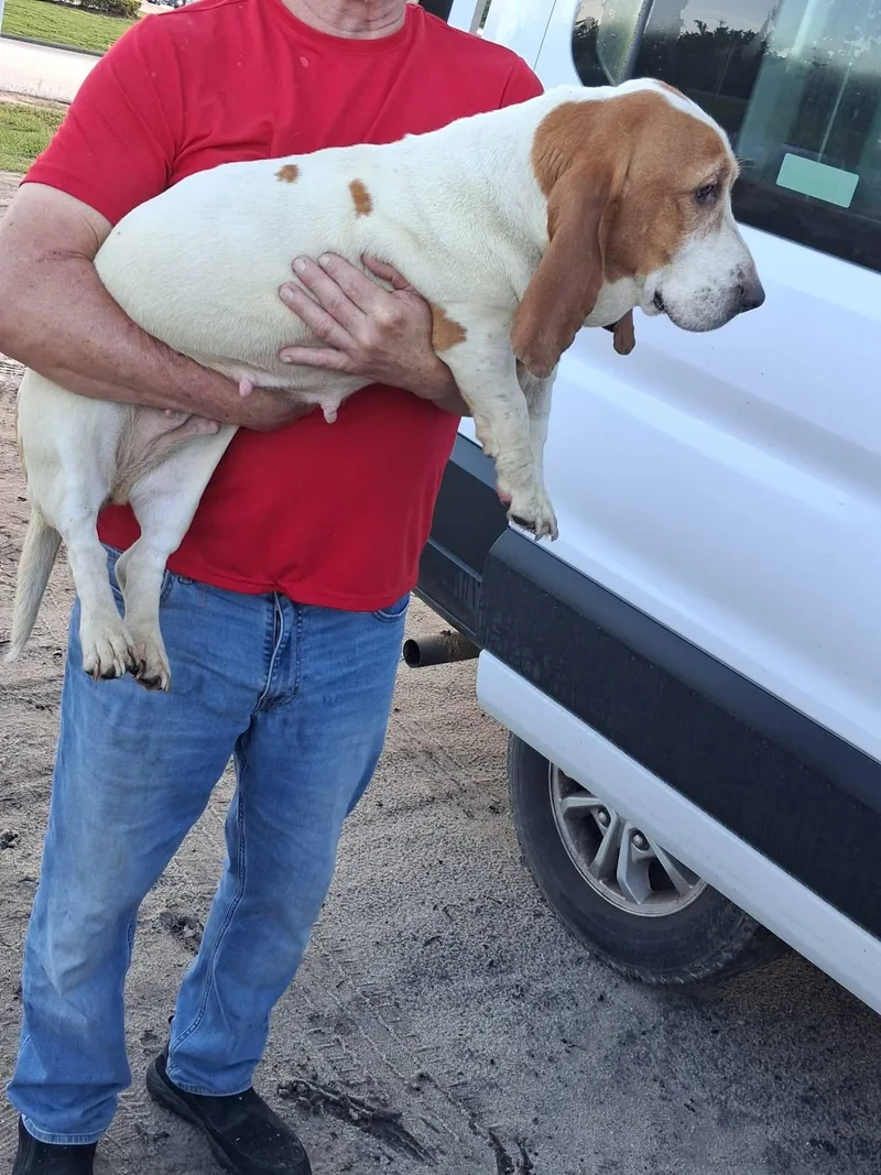 Bella Basset thumbnail 2