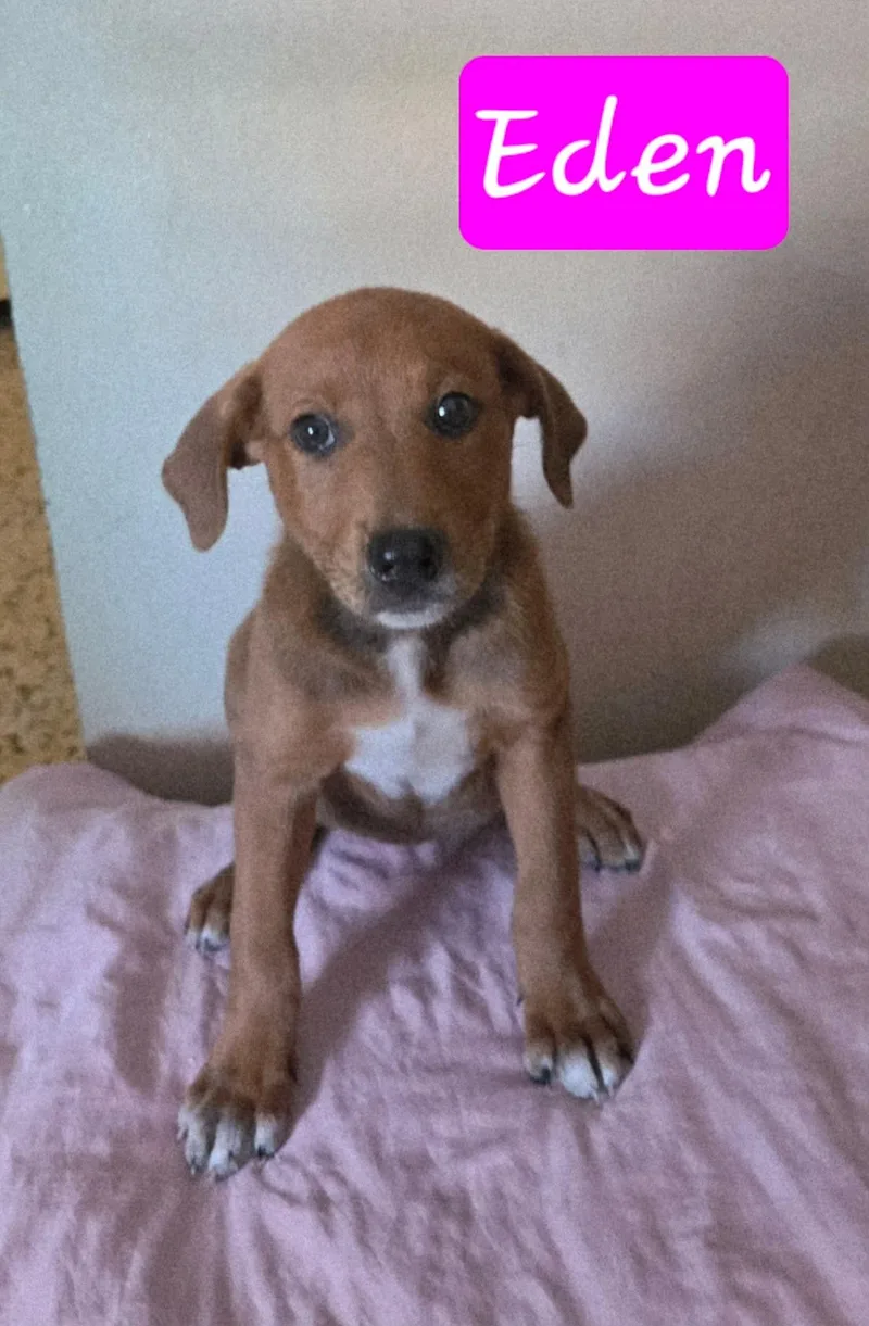A baby medium-sized female Brown / Chocolate Labrador Retriever dog named Eden for adoption in Huntington, NY