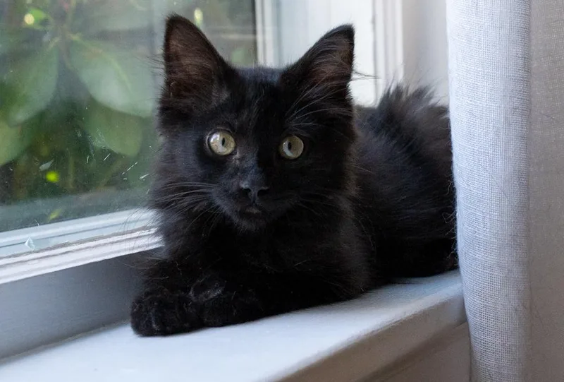 A baby medium-sized female Domestic Long Hair cat named Willow for adoption in Warwick, RI