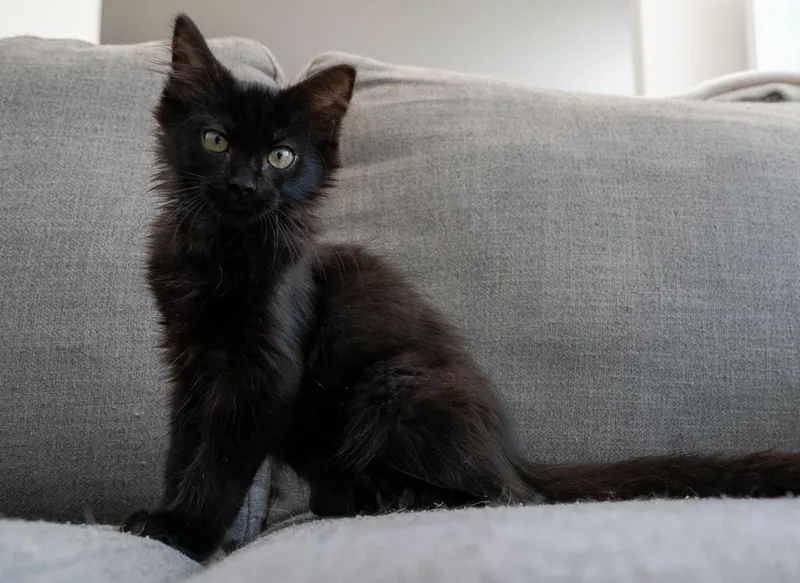 Willow thumbnail 2