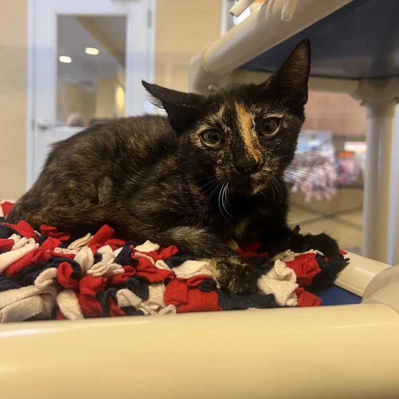 A baby small-sized female Tortoiseshell Domestic Short Hair cat named Oriole for adoption in Naples, FL