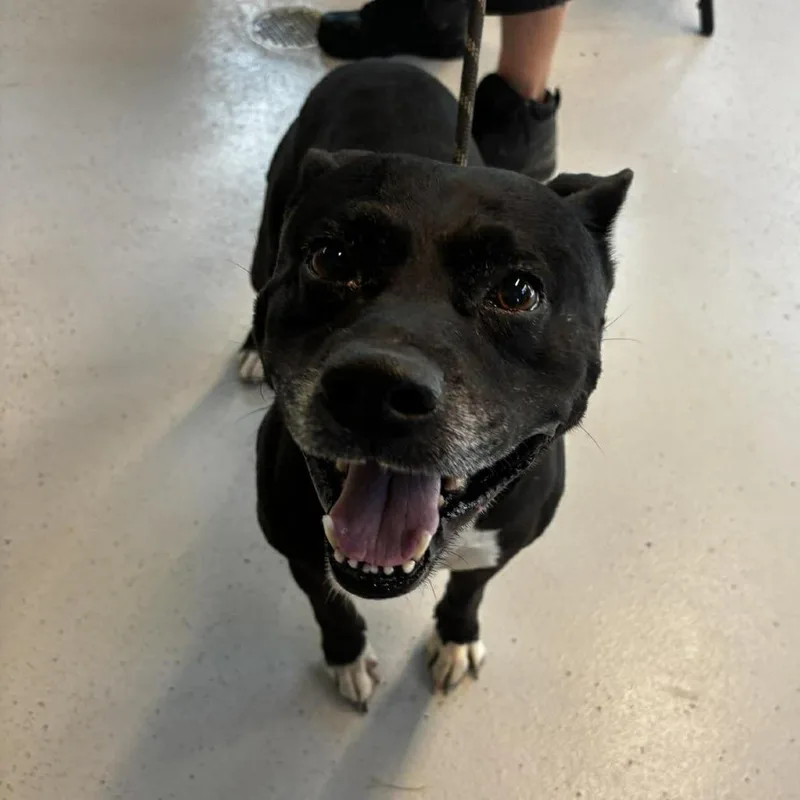 An adult medium-sized male Black Mixed Breed dog named Tony Aka Honda for adoption in Huntington, WV