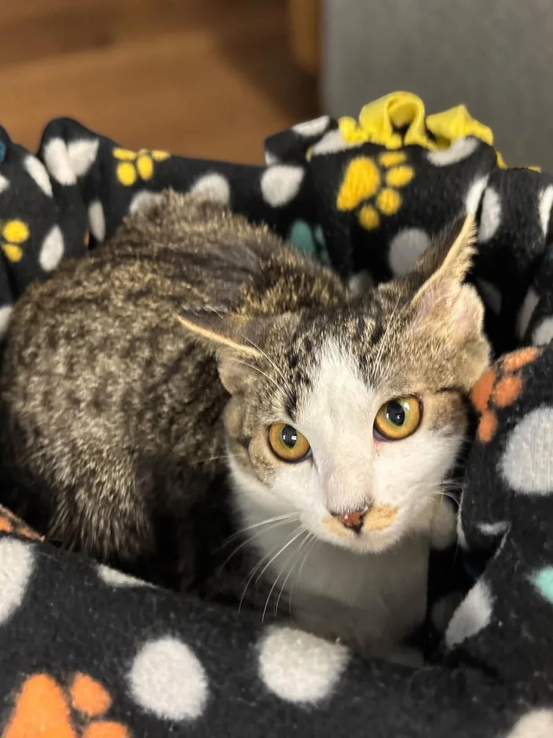 A baby medium-sized female Domestic Short Hair cat named Wren for adoption in Champaign, IL