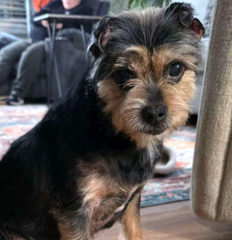 A senior small-sized female Terrier dog named Lolli for adoption in Arlington, VA
