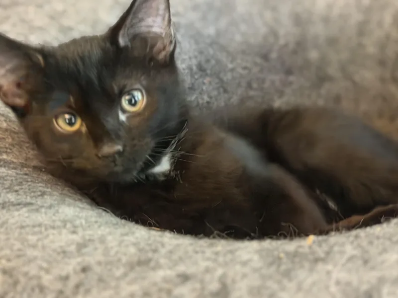A baby small-sized female Black Domestic Short Hair cat named Raven for adoption in Cincinnati, OH