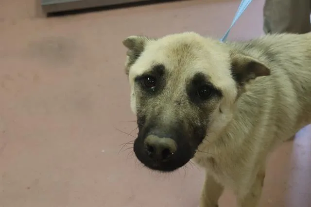 A young medium-sized female Mixed Breed dog named Ollie for adoption in Columbia, SC