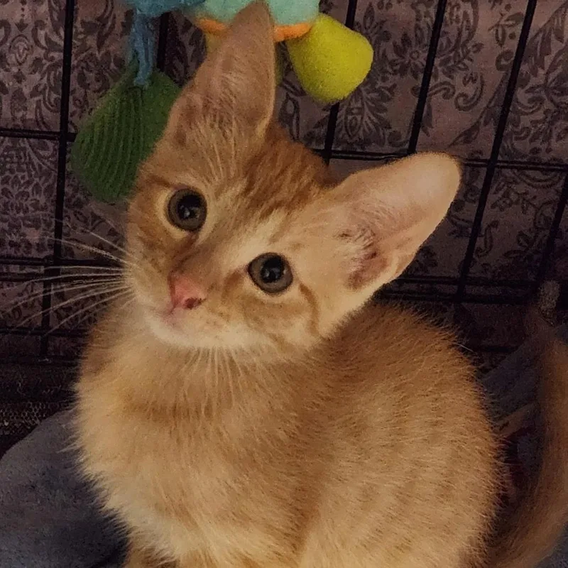 A baby small-sized female Orange / Red Domestic Short Hair cat named Scarlett K for adoption in Corsicana, TX