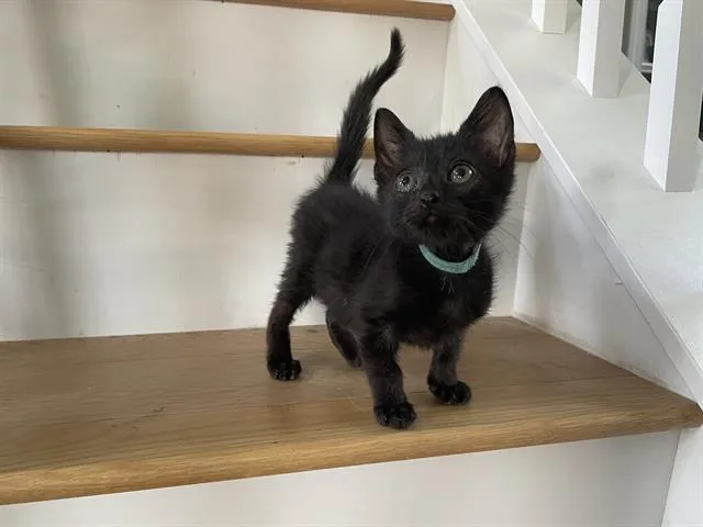 A baby small-sized male Domestic Short Hair cat named Thomas for adoption in Charlotte, NC