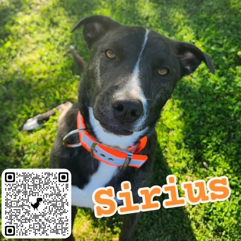 Sirius