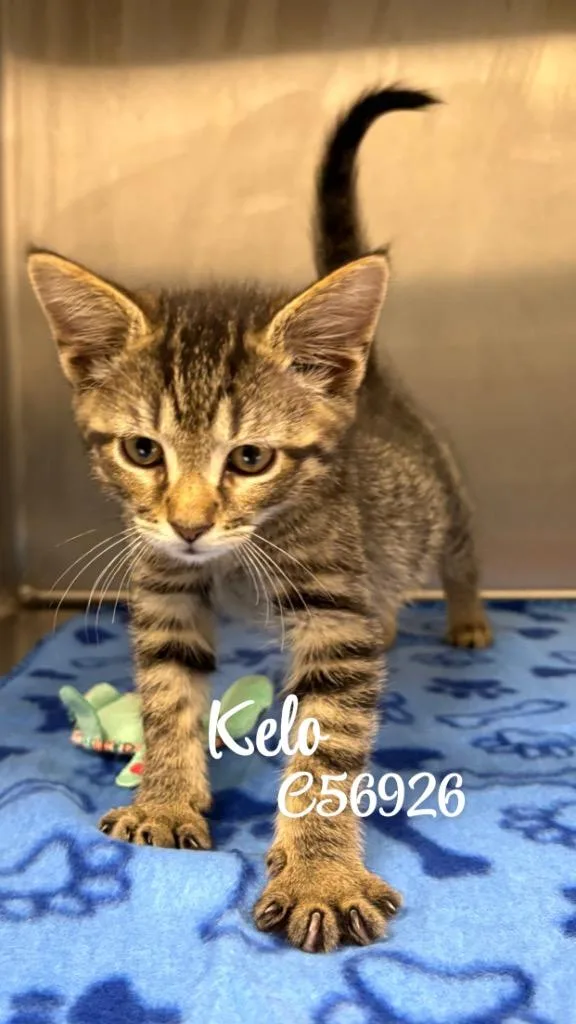 Kelo